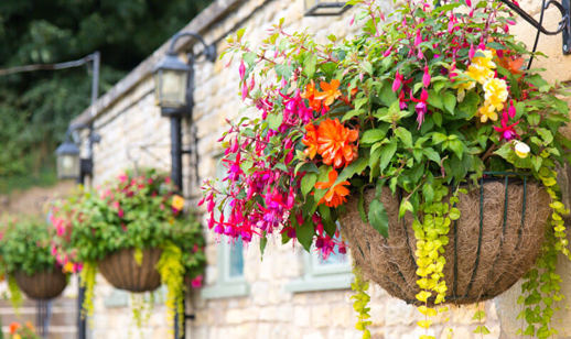 Phs Greenleaf Summer Hanging Baskets 1 (1)