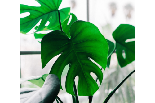 Swiss Cheese Plant (Monstera Deliciosa): Indirect Light Office Plant