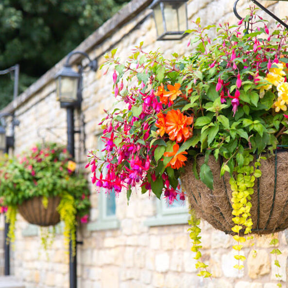 Phs Greenleaf Summer Hanging Baskets 1